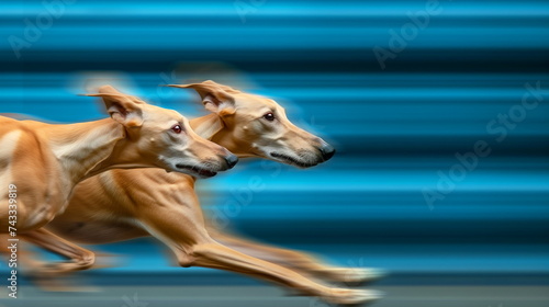 Two elegant greyhounds in swift motion  running side by side against a blue streaked backdrop.