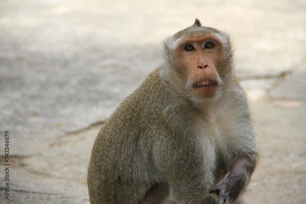 Aggressive macaque looking for food to snatch from unsuspecting tourists on a park in Thailand