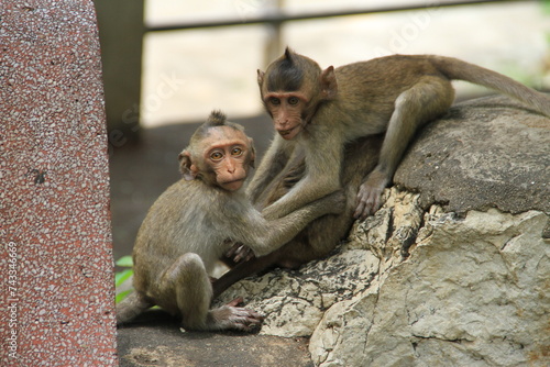 2 young temple monkeys playing with each other on a temple in Thailand