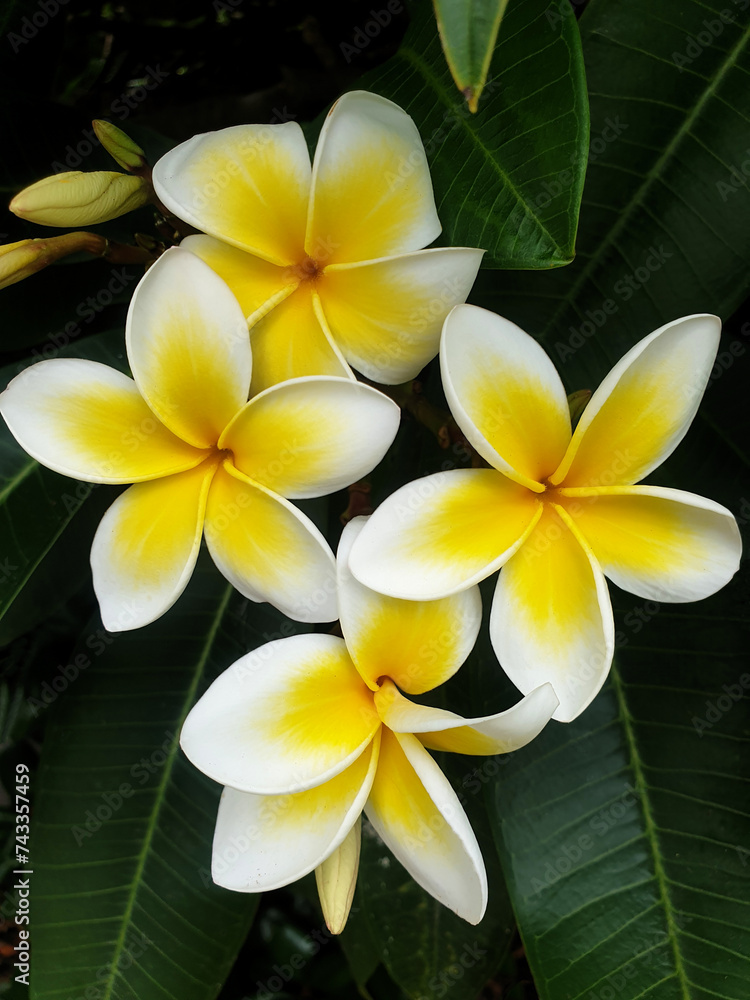Fototapeta premium frangipani flowers growing outdoors on the tree
