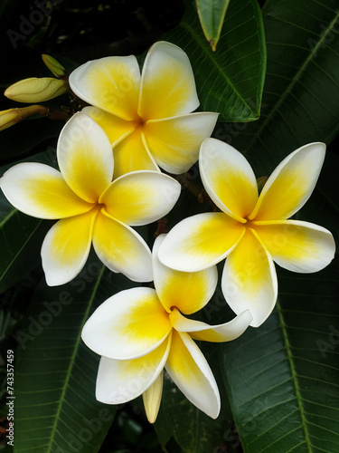 frangipani flowers growing outdoors on the tree