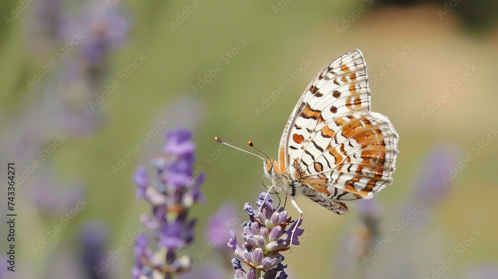 In serene repose, a butterfly amongst lavender whispers of spring's arrival. In serene repose, a butterfly amongst lavender whispers of spring's arrival.