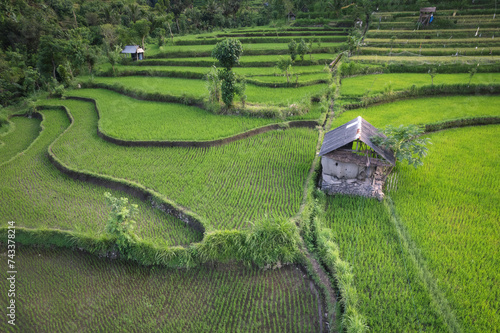 Farmer's hut and scenic riceteraaces in Karangasem district, Bali