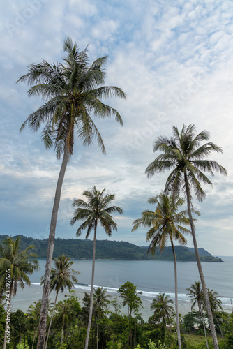 Tall coconut palm trees at the coast a bay in Sumatra island  Indonesia