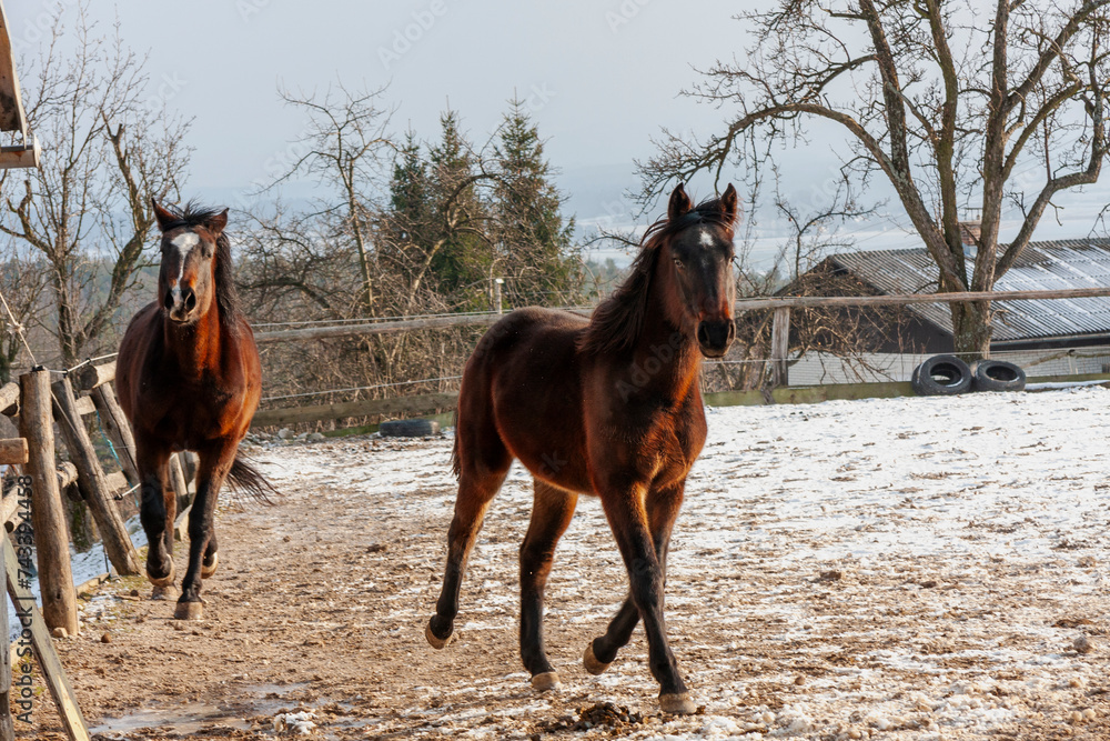Horses galloping in the morning in a farm, Zgornja Bistrica, Slovenia. Horses galloping in the morning in a farm, Zgornja Bistrica, Slovenia.