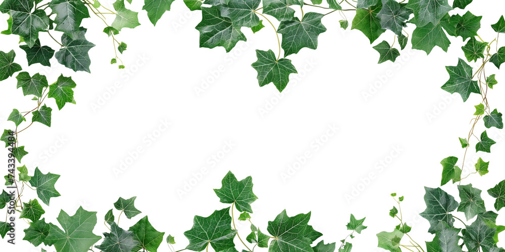 English Ivy Background: Ideal for Wedding Invitations and Greeting Cards English Ivy Background: Ideal for Wedding Invitations and Greeting Cards