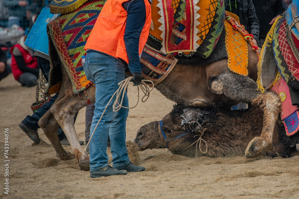 Images of camel wrestling, a ritual that has become a tradition in the Aegean region of Turkey. Images of camel wrestling, a ritual that has become a tradition in the Aegean region of Turkey.