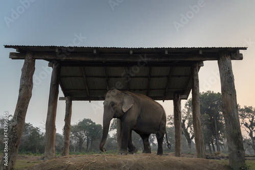 Photo Asian indian elephant in captivity in a breeding center in Sauraha, Nepal