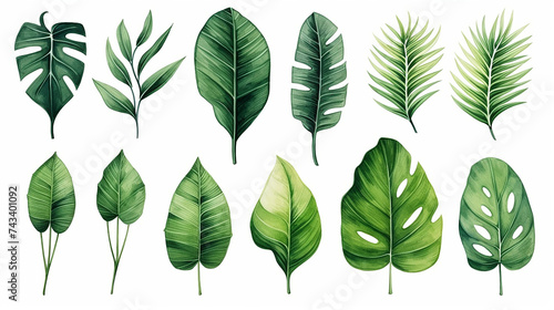 Set Collection Watercolor tropical leaves Modern green tropical leaves  clip art Botanical Illustration elegant watercolor illustration   green tropical leaves isolated white background