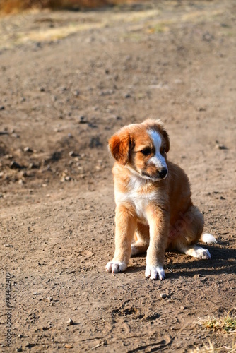 golden retriever puppy