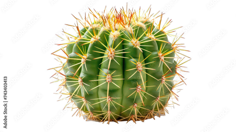 Cactus isolated on transparent background Cactus isolated on transparent background