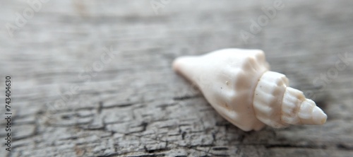 Seashell on a wooden background. Close-up. Selective focus.