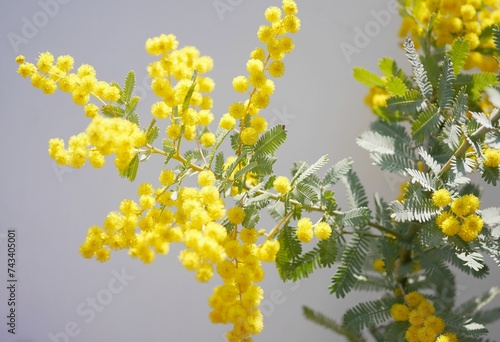 ミモザの花20230310