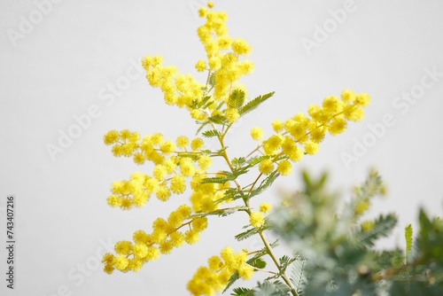 ミモザの花20230306