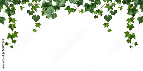 English Ivy Background, gree wall on tranparent background photo