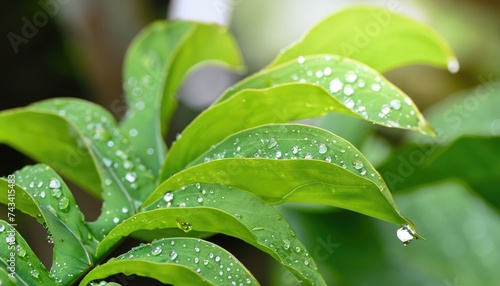 Leaves with drops of water falling from natural phenomena that occur in the morning and after rain