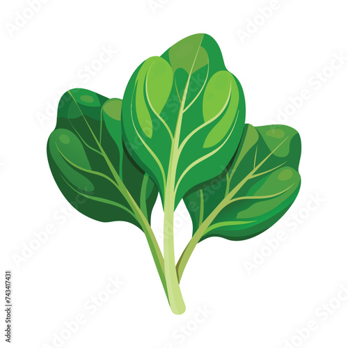 Vector of illustration Spinach on white