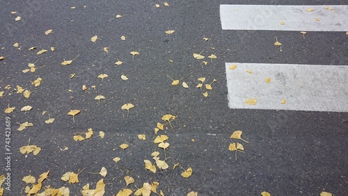 道路に落ちている銀杏の葉