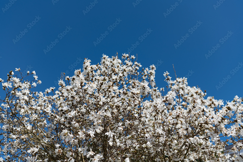 beautiful magnolia flower on tree blossom in spring. copy space