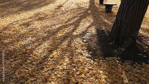 イチョウの落ち葉が敷きつめられた公園