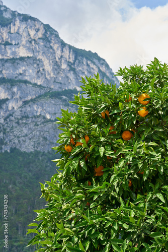 Orangenbaum in einer Fußgängerzone in Riva del Garda am Gardasee in Italien. Im Hintergrund die Alpen.
