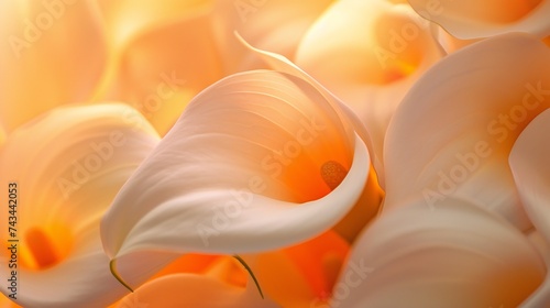 Calla lilies bask in the golden glow of dawn, their luminous petals awash with warmth and radiance.