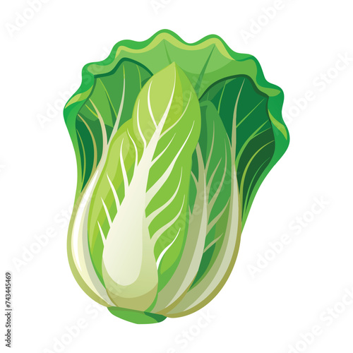 Vector of illustration Chinese cabbage on white
