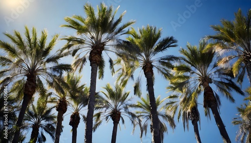 coconut tree, palm trees against a blue sky, tropical paradise vintage vibes, relaxation wanderlust, retro charm, Olivia Summers,