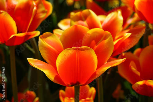 vivid tulips close-up