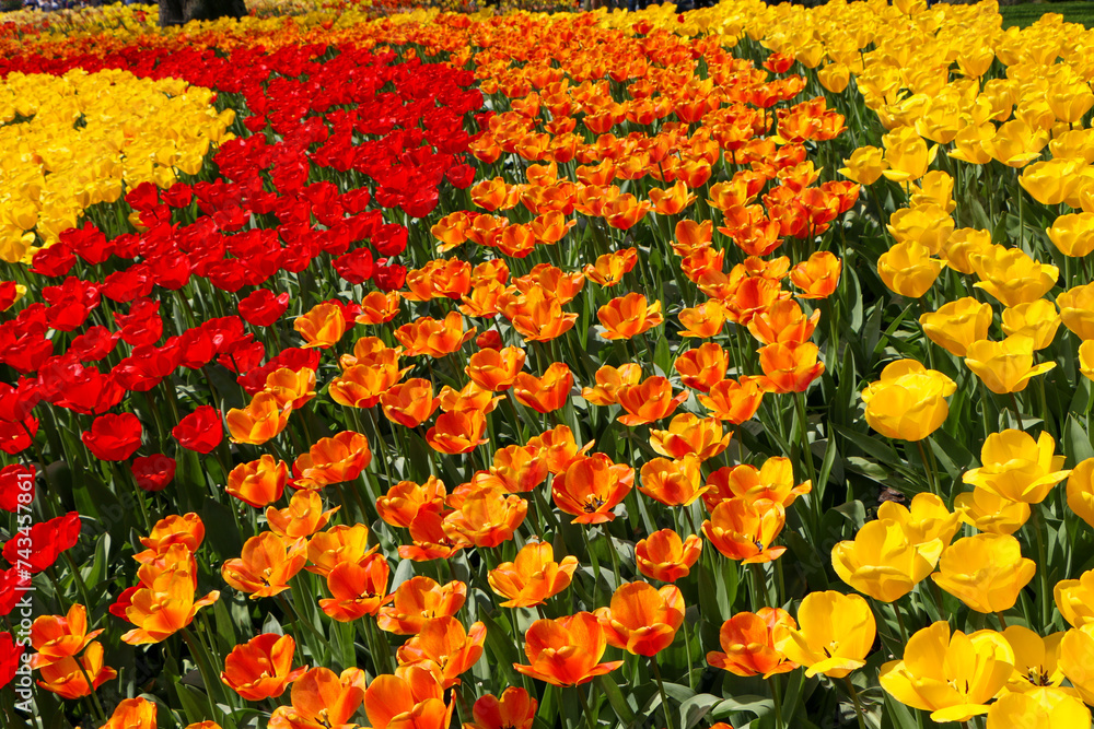 field of red tulips