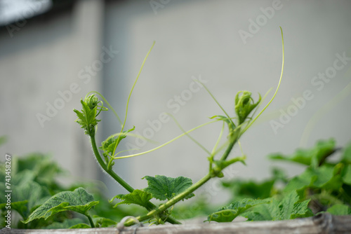 Wallpaper Mural Benincasa hispida  are yellow and grow single.When young,  Benincasa hispida has fluff. Over time,  Benincasa hispida gradually fades in color, Benincasa hispida is speckled with white "stars"  Torontodigital.ca
