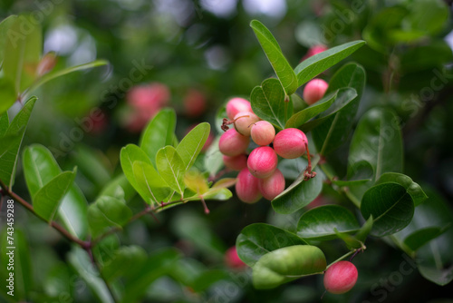 Close-up of carissa carandas fruits on tree,Close up Carissa carandas, Carunda, Koromcha fruit tree, Karonda seeds ripe pink or red colorful, tropical citrus karanda or koromcha fruit photo