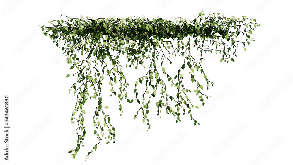 Obraz premium Plant and flower vine green ivy leaves tropic hanging, climbing isolated on transparent background.
