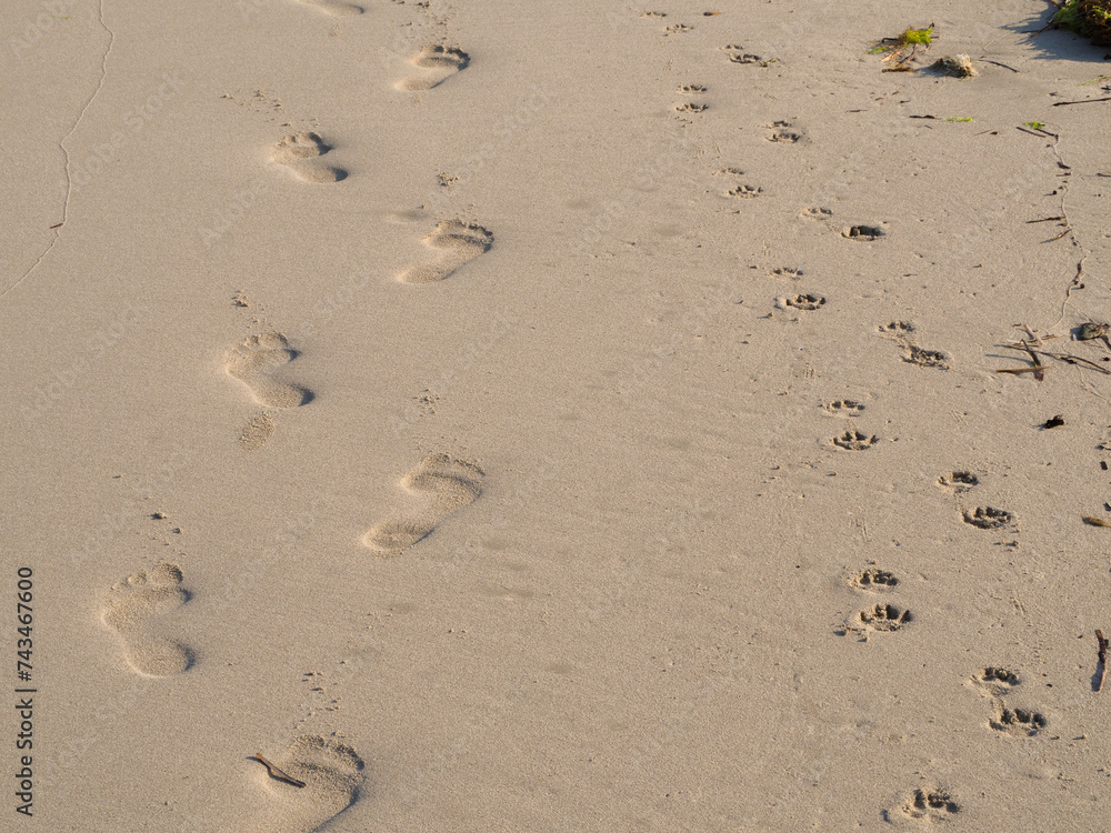 Two sets of footprints in the golden sand on a beach one human one dog walking together Two sets of footprints in the golden sand on a beach one human one dog walking together