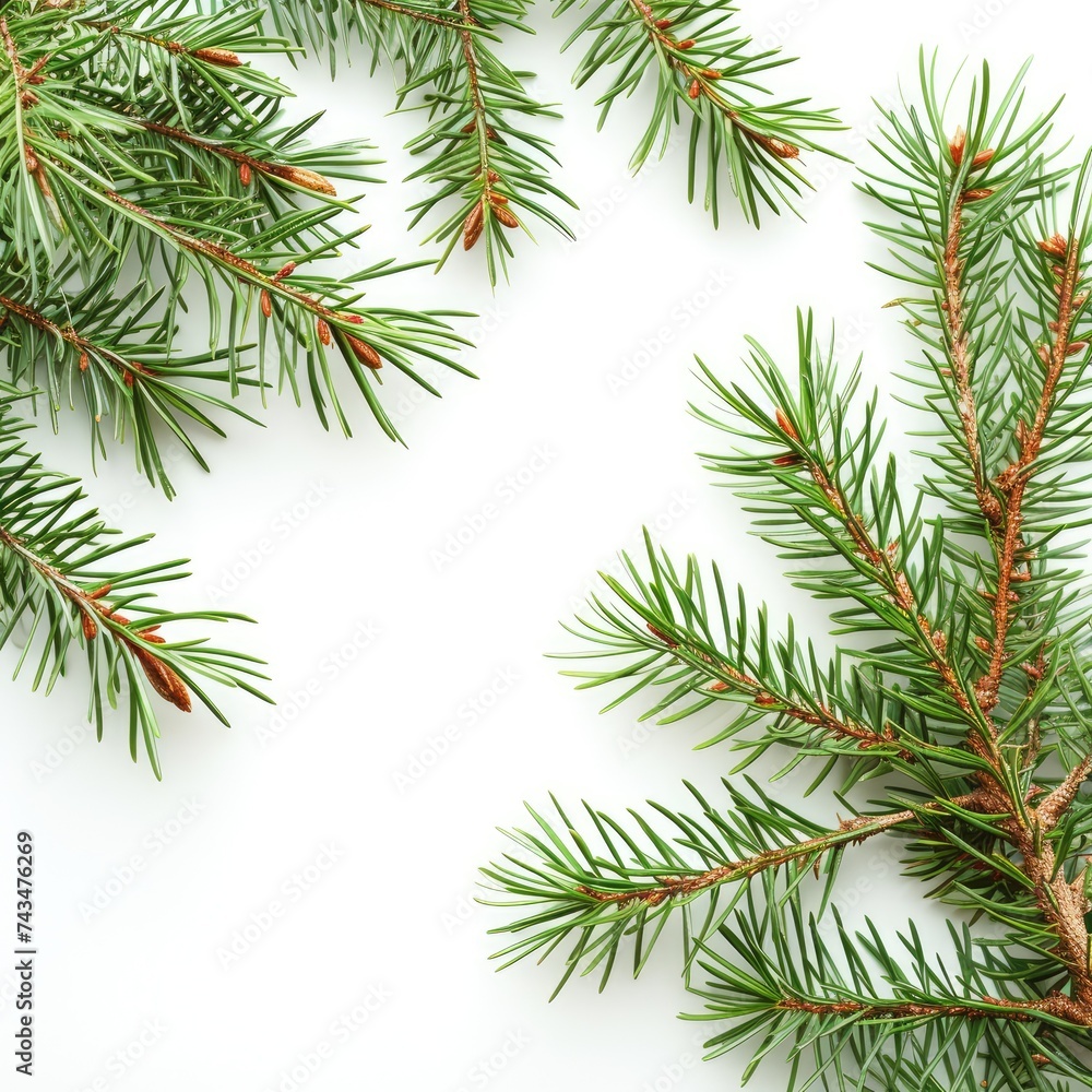 Pine branches isolated on white background