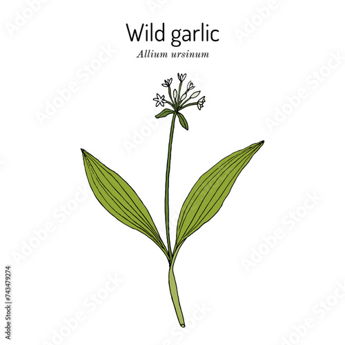 Wild leek, bear garlic (Allium ursinum), or ramsons, buckrams, medicinal plant