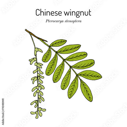 Chinese wingnut (Pterocarya stenoptera), medicinal plant photo