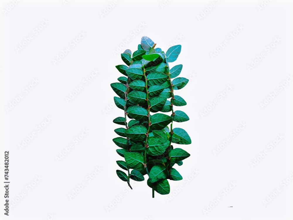 The white background in the picture is the stems and leaves of an ornamental plant that grows along the walls of houses and fences to grow into beautiful green panels called Velcro plants. The white background in the picture is the stems and leaves of an ornamental plant that grows along the walls of houses and fences to grow into beautiful green panels called Velcro plants.