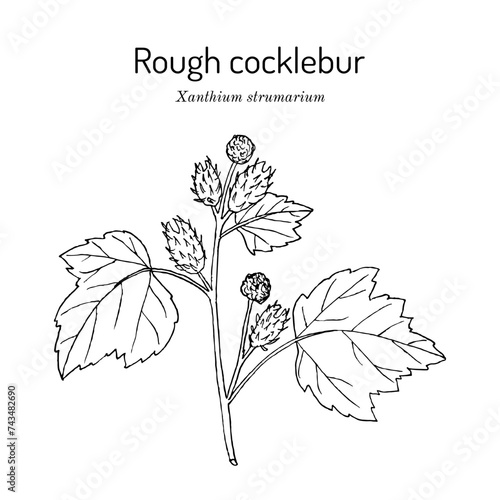 Rough cocklebur, or clotbur (Xanthium strumarium), medicinal plant. photo