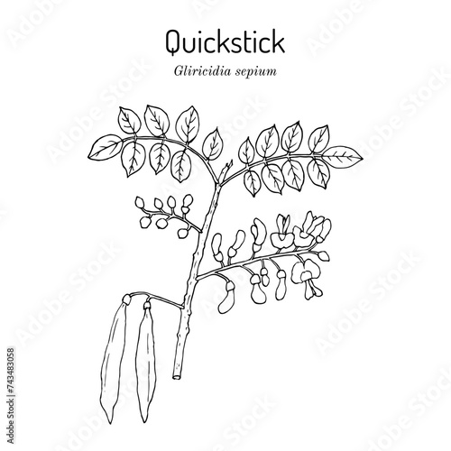 Quickstick, or Forest Lilac (Gliricidia sepium), edible and medicinal plant