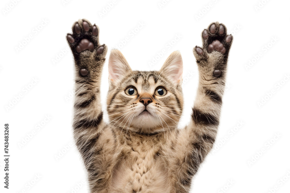 Two Paws Up on Transparent Background, PNG - obrazy, fototapety, plakaty 