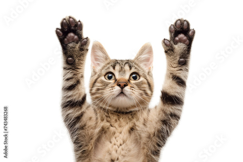 Two Paws Up on Transparent Background, PNG photo