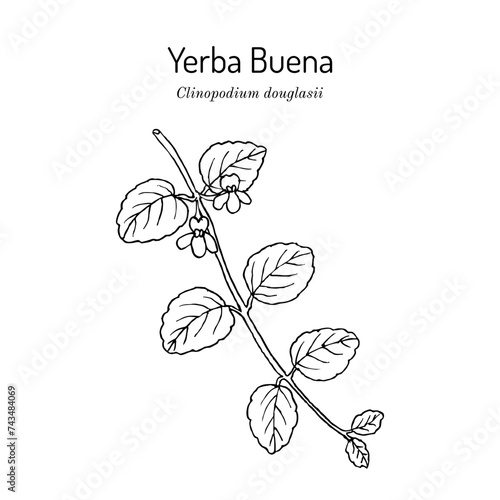 Yerba Buena or Oregon-tea (Clinopodium douglasii), edible and medicinal plant
