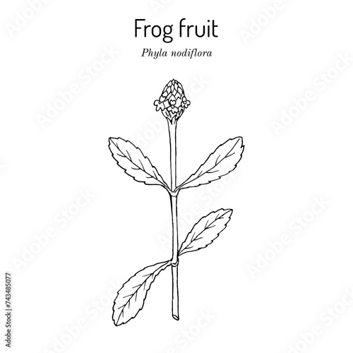 Frog fruit (Phyla nodiflora), edible and medicinal plant.
