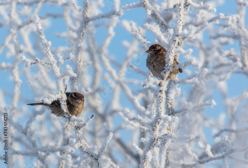 Sparrows on snowy tree branches in winter