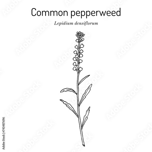 Common pepperweed (Lepidium densiflorum), edible and medicinal plant