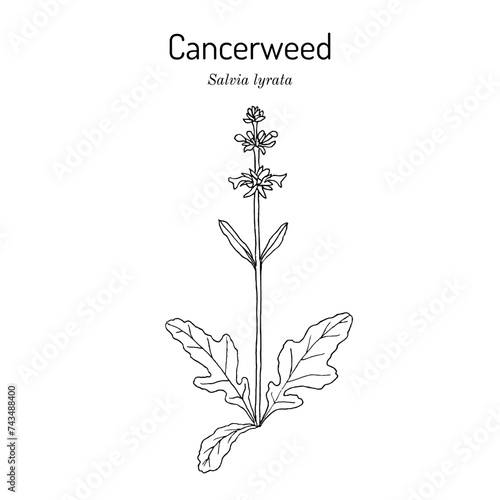 Cancerweed or lyre-leaf sage (Salvia lyrata), medicinal plant.
