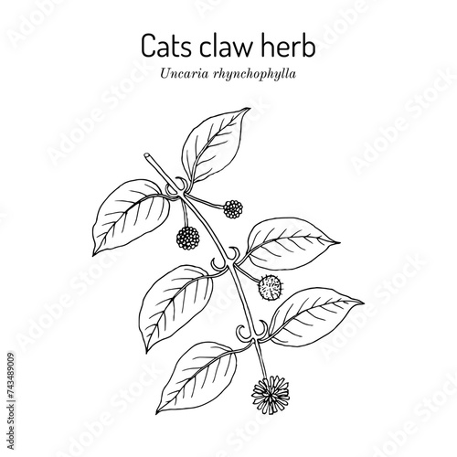 Cats claw herb (Uncaria rhynchophylla), medicinal plant.