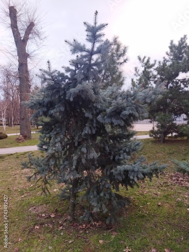 trees in spring