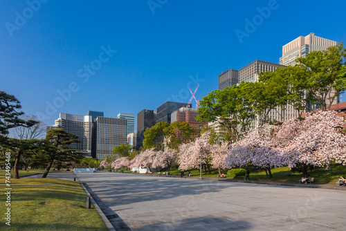 Cherry blossom in Japan, blossoming japanese sakura in beautiful spring Tokyo park
